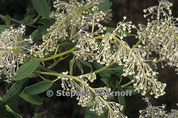 ceanothus parvifolius 2 graphic